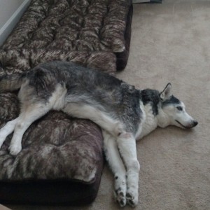 He's 14.5 and he has always done this. 